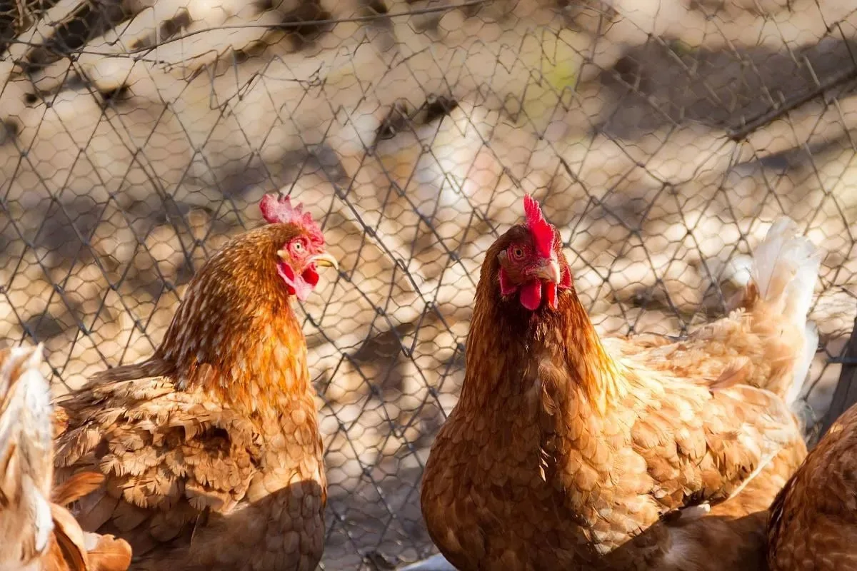🐔 На 36,6 миллионов рублей оштрафовали жителя Новороссийска за куриный помет на участке.