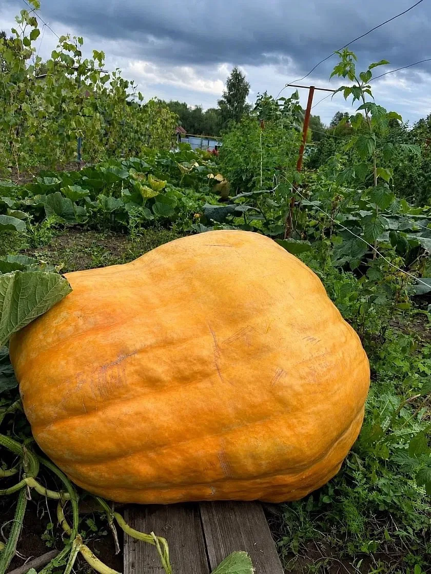 🎃 Михаил и Татьяна Михайловы из деревни Шоркино уже несколько лет увлекаются огороднич...