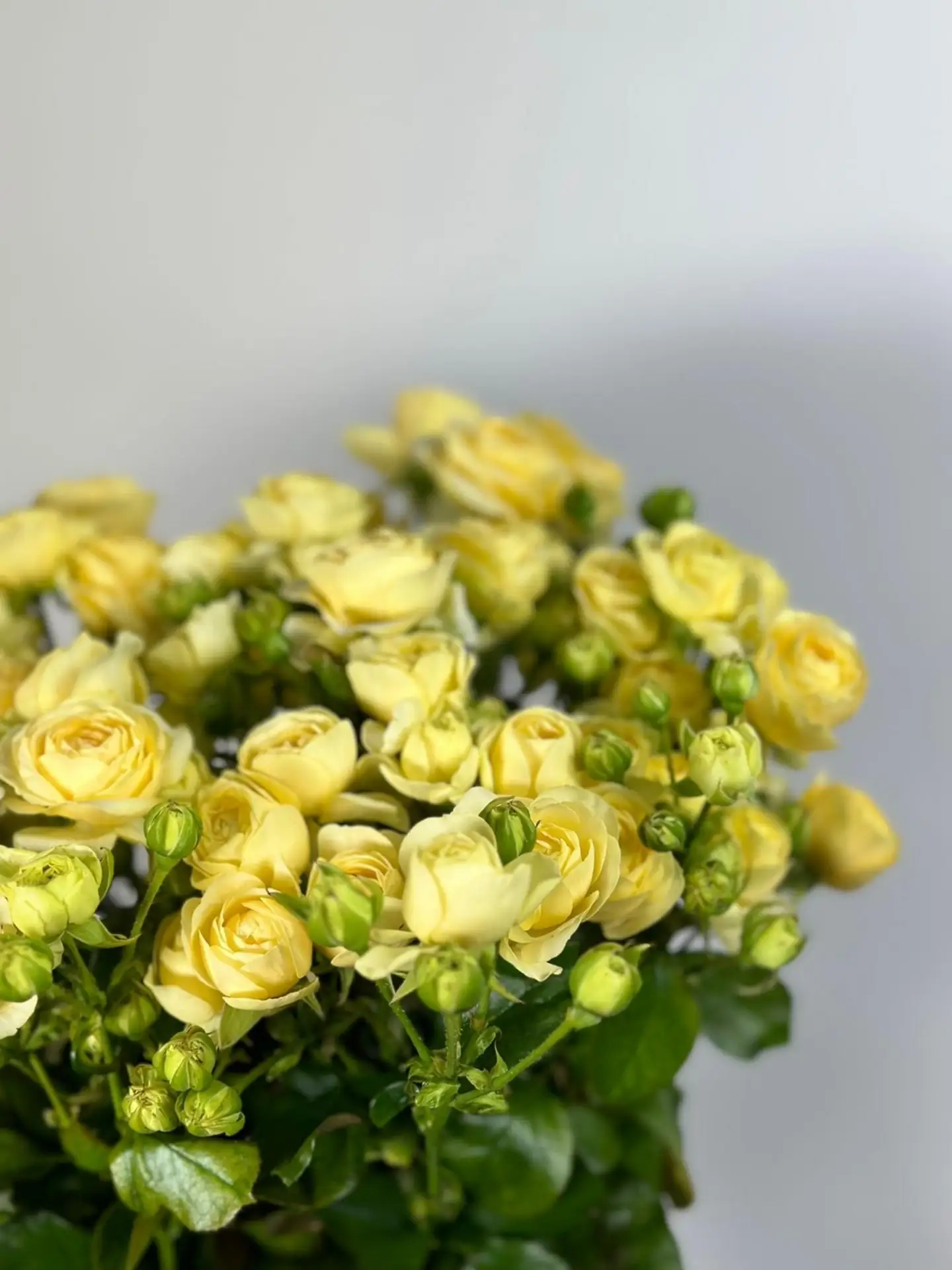 🌸 Свежее поступление
