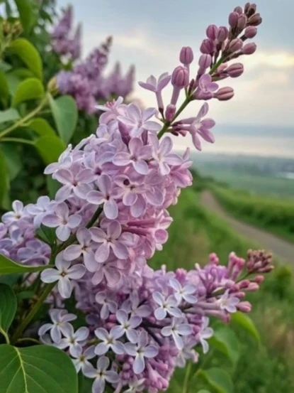Хорошего настроения! 🌸