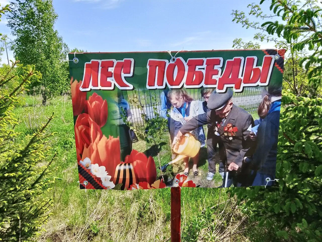 Лес Победы: Память, которую рубят.