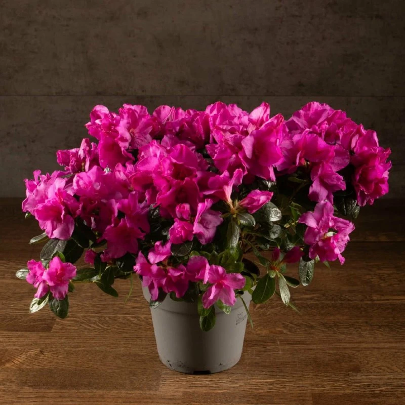 АЗАЛИЯ 🌺

Карликовый кустик с пышной шапкой махровых цветов всех оттенков белого, розового, красног