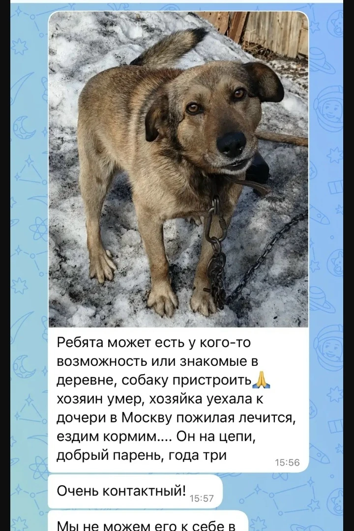 Помогите найти дом для доброго, контактного парня. В 3 года остался один на цепи. Хозяи...