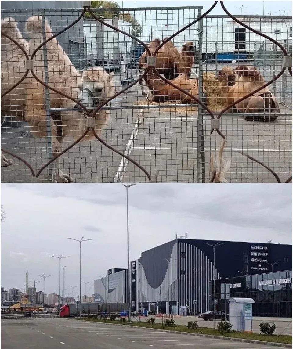 🎪 На парковку ТРЦ Любимово снова приехал цирк. В ближайшее время начнут устанавливать ...