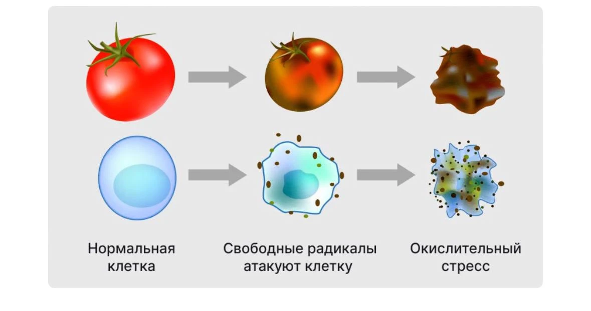 Но зачем вообще нужны эти антиоксиданты❔