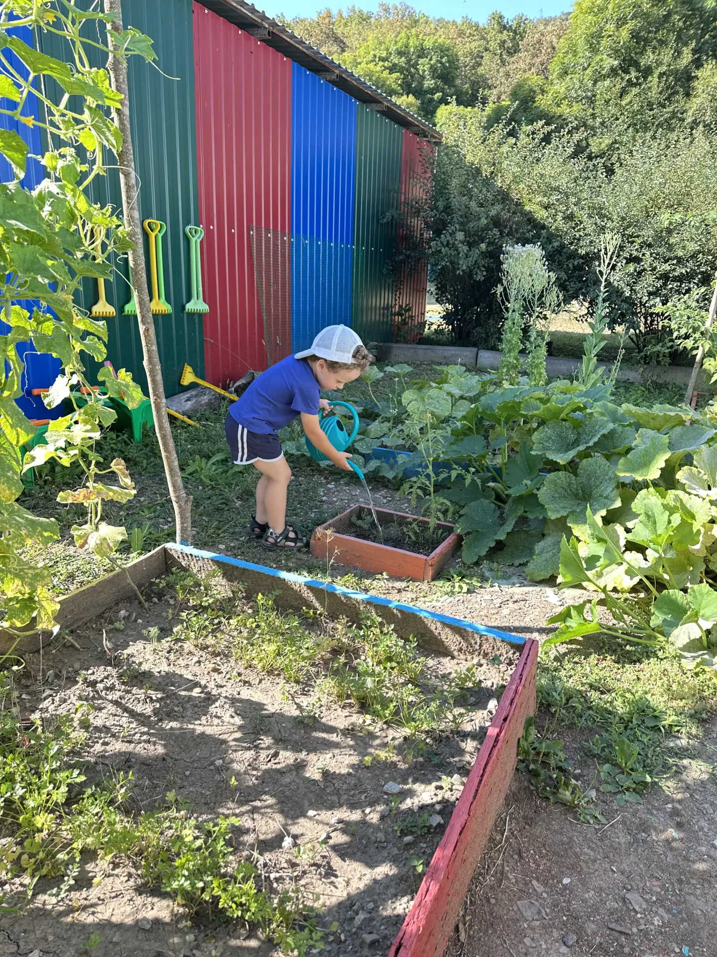 🌾На вечерней прогулке, наши дети ухаживали за огородом, поливая его.