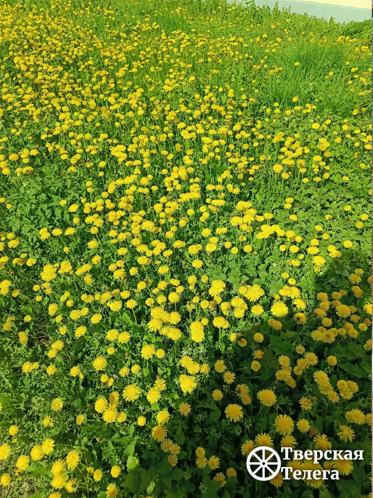 Мини-солнышки 🌼🌱  В Твери на улице Бебеля, как и в других частях города, запестрили одуванчиковые по