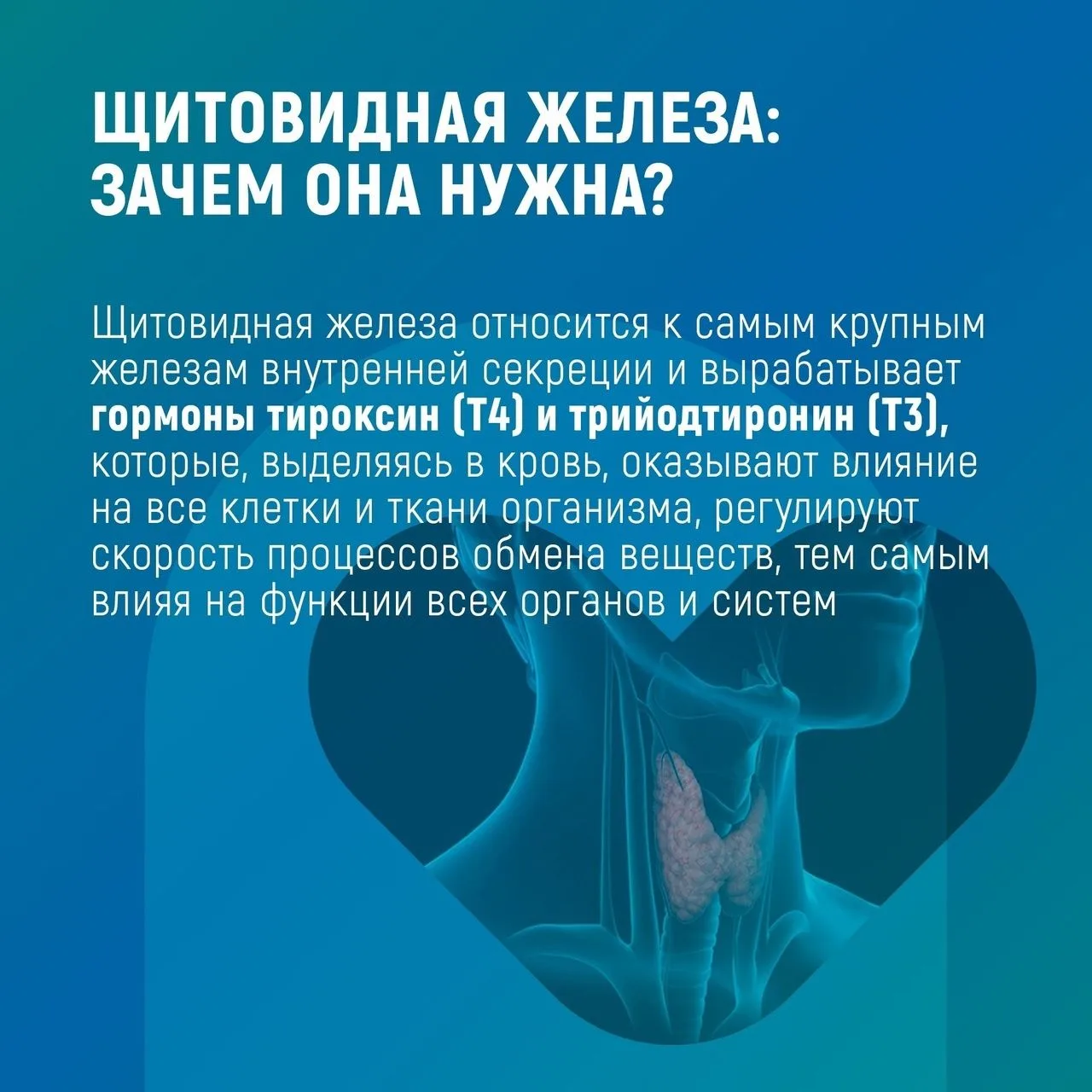 С 18 по 24 мая проходит Неделя профилактики заболеваний эндокринной системы, приуроченн...