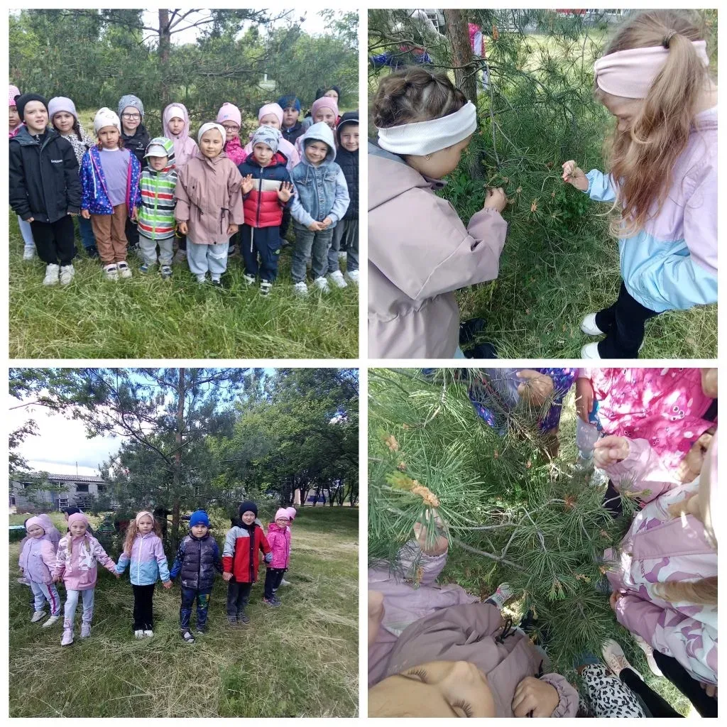 🌳 Прогулка с пользой: знакомимся с сосной! 🌳