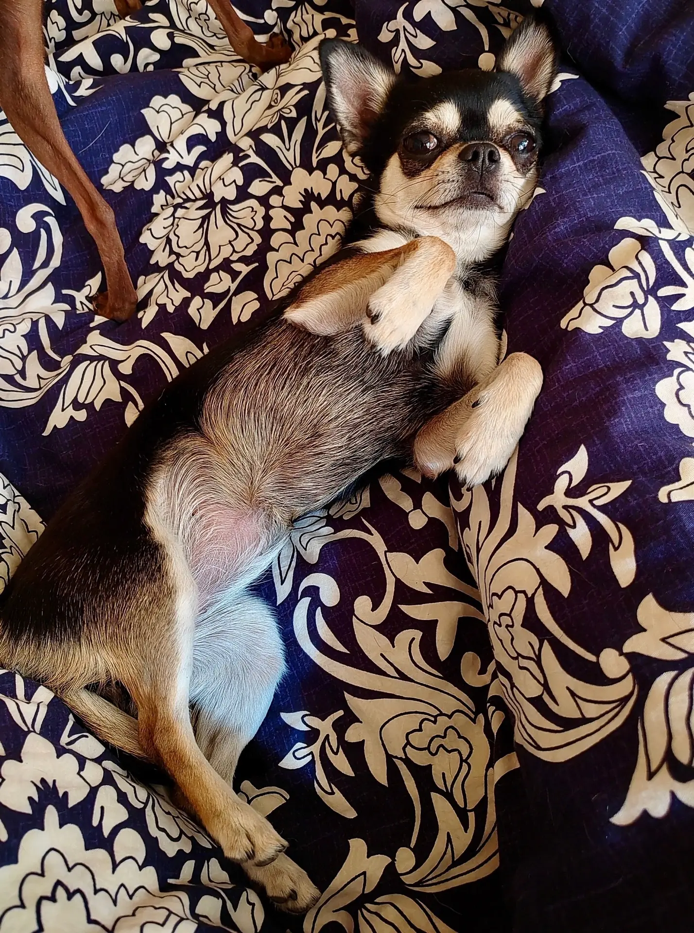 🐾😅🙈
