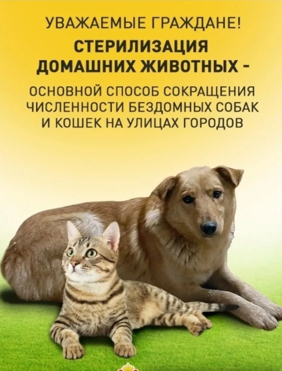 Стерилизация собак является одной из ключевых ветеринарных процедур, направленных на поддержание здо