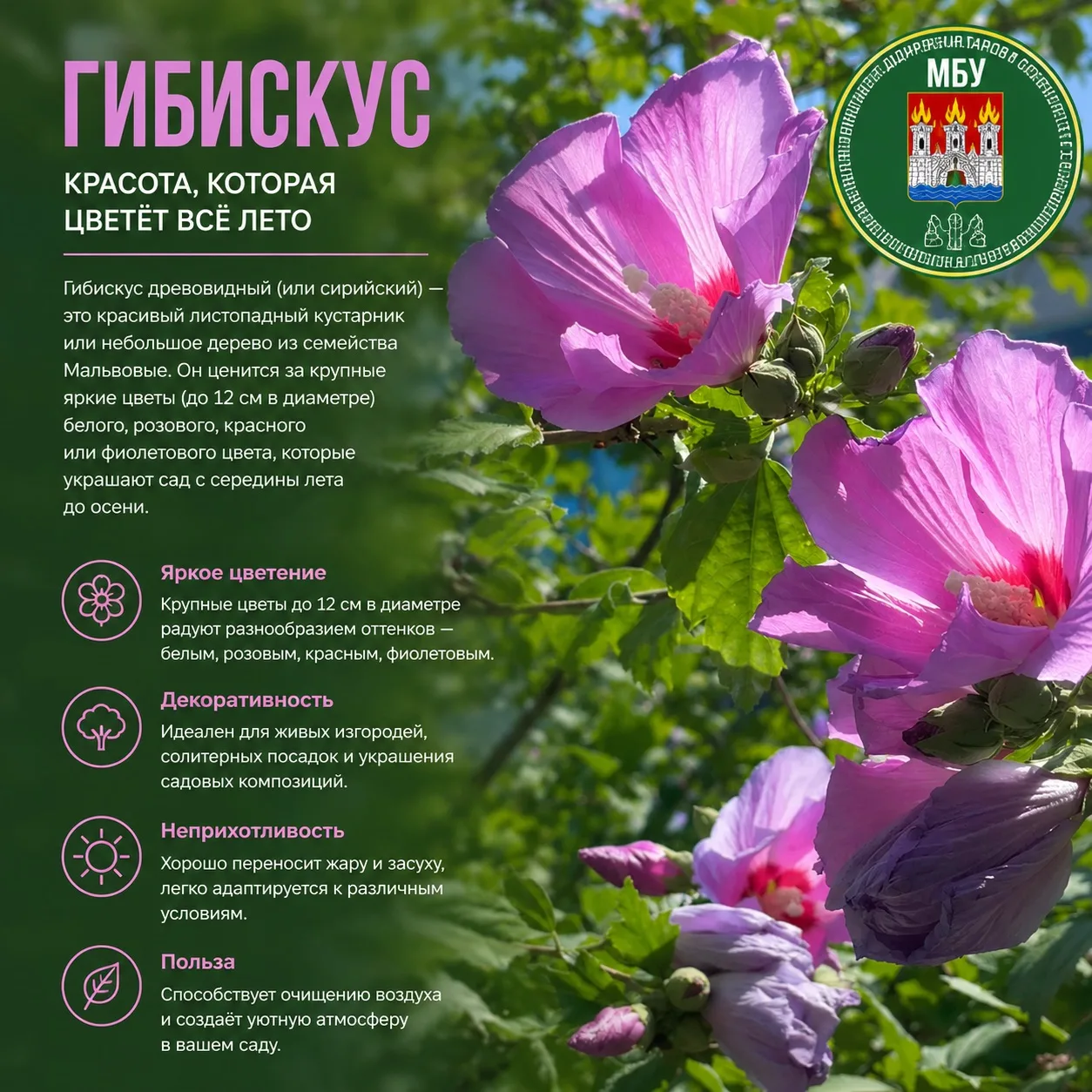 🌷 Гибискус — это большой род растений из семьи мальвовых.