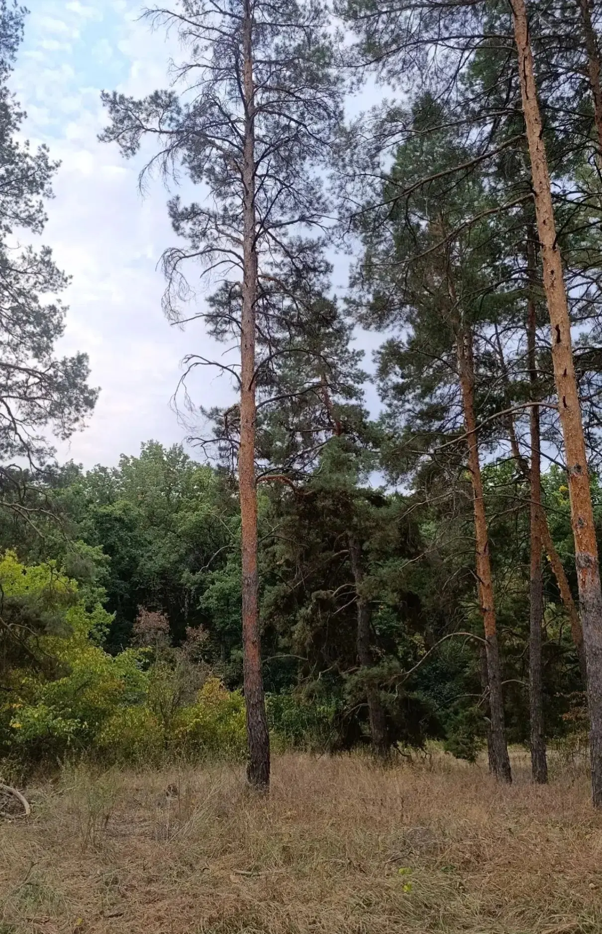🌲 Уважаемые жители муниципального округа город Михайловка!
