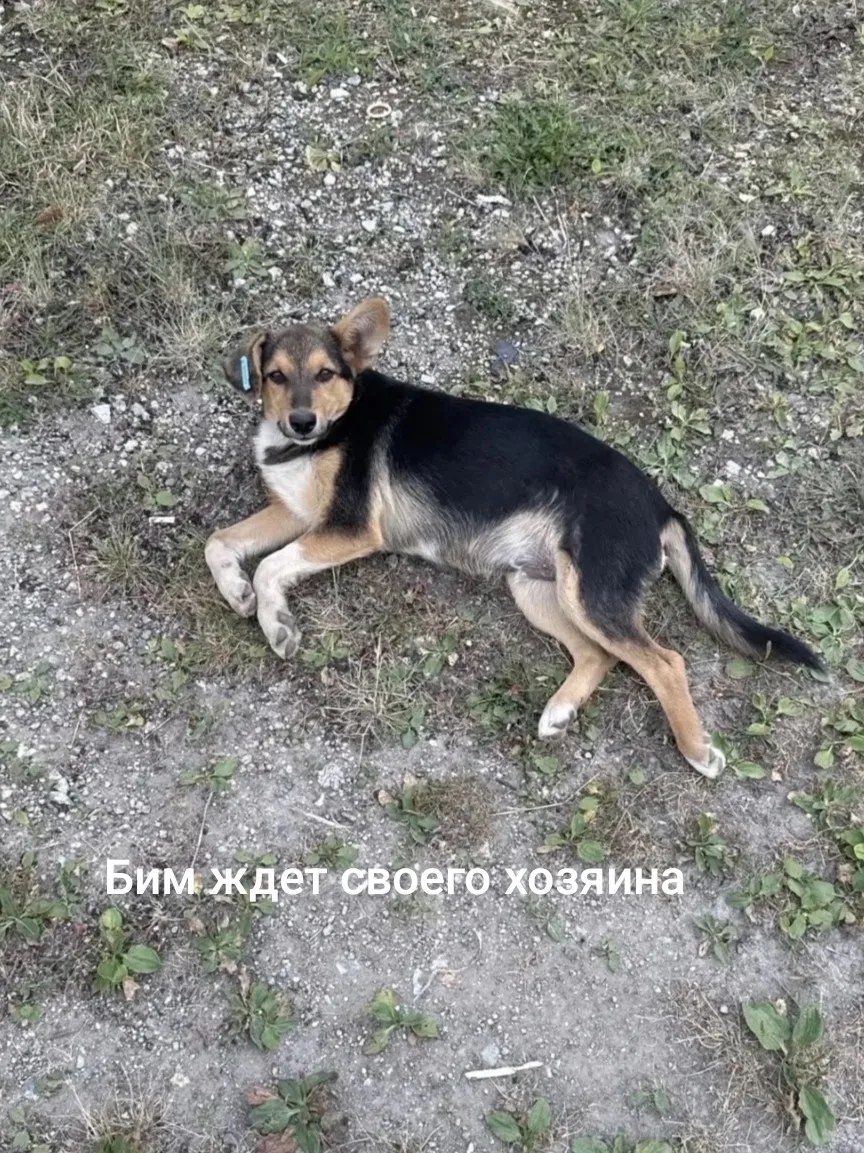 Ищем дом и добрые ручки 🙏🙏🙏 щенку Биму 🐶 ему около 5-6 месяцев, здоров, кастрирован...