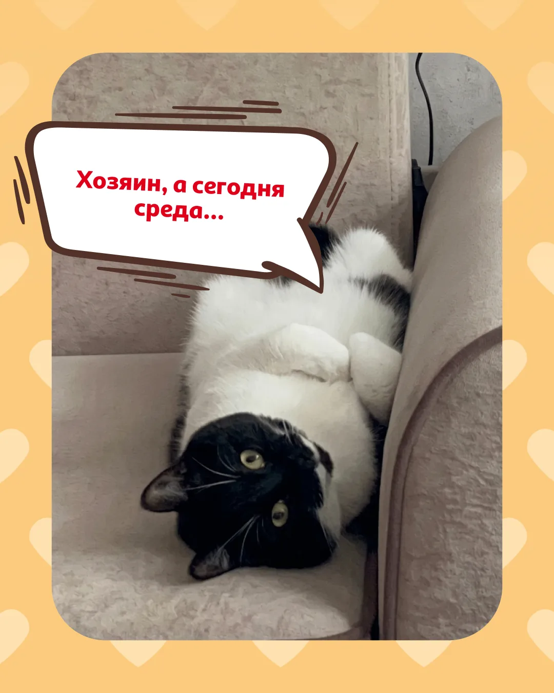 Выгода сама идёт в лапки! 🐾