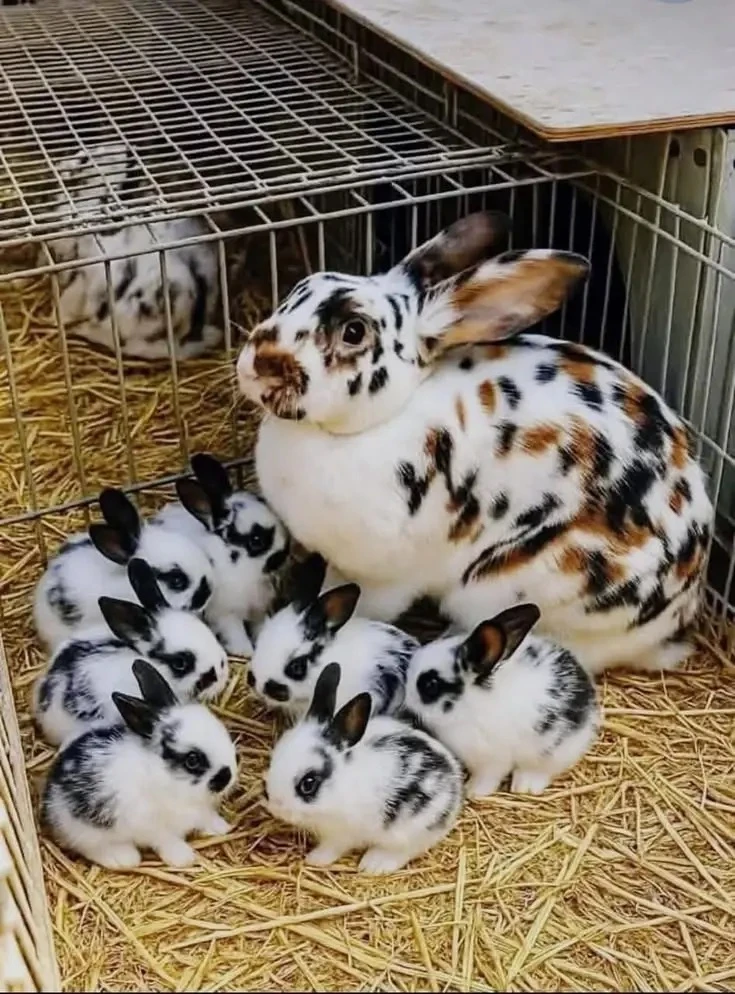 Какие красавцы 🐇