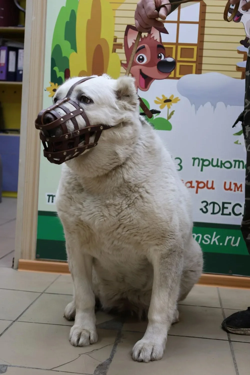 😱 От скелета с огромной опухолью до грозной хозяйки вольера! Новая жизнь алабая Маруси! 🐕😍  Почти го