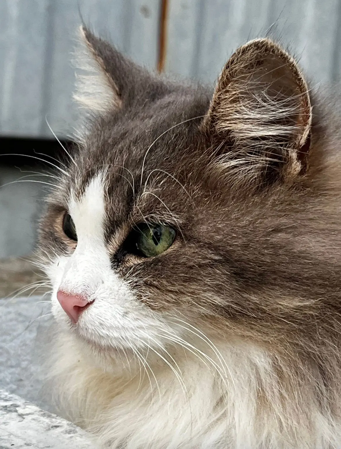 Хотим познакомить вас с невероятной красавицей   🥰 МАЙЯ 🥰