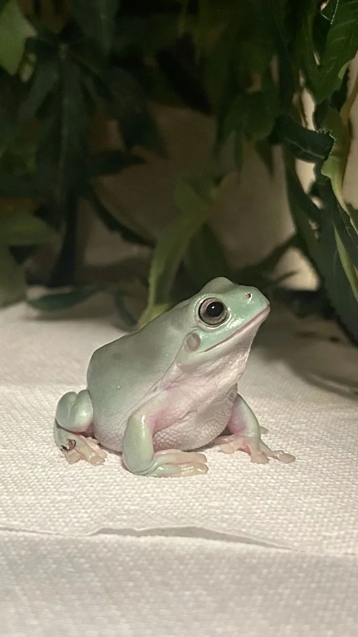 Обои с лягушками 🐸