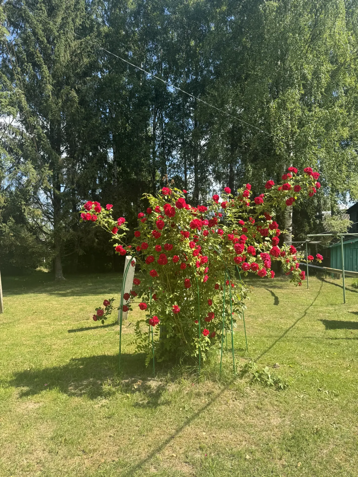 📌Наш третий день подготовки к учебному году. Александр Васильевич, наш замечательный работник облаг