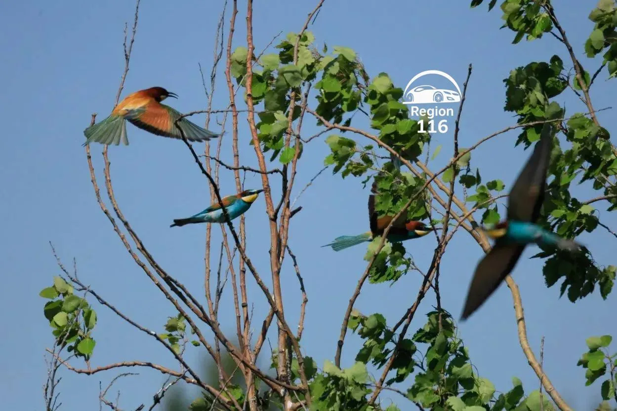 🦜 В Татарстан вернулись одни из самых красивых птиц Европы  В преддверии лета жители снова заметили 