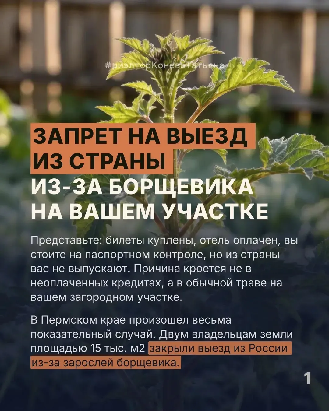 Запрет на выезд из страны из-за борщевика на вашем участке