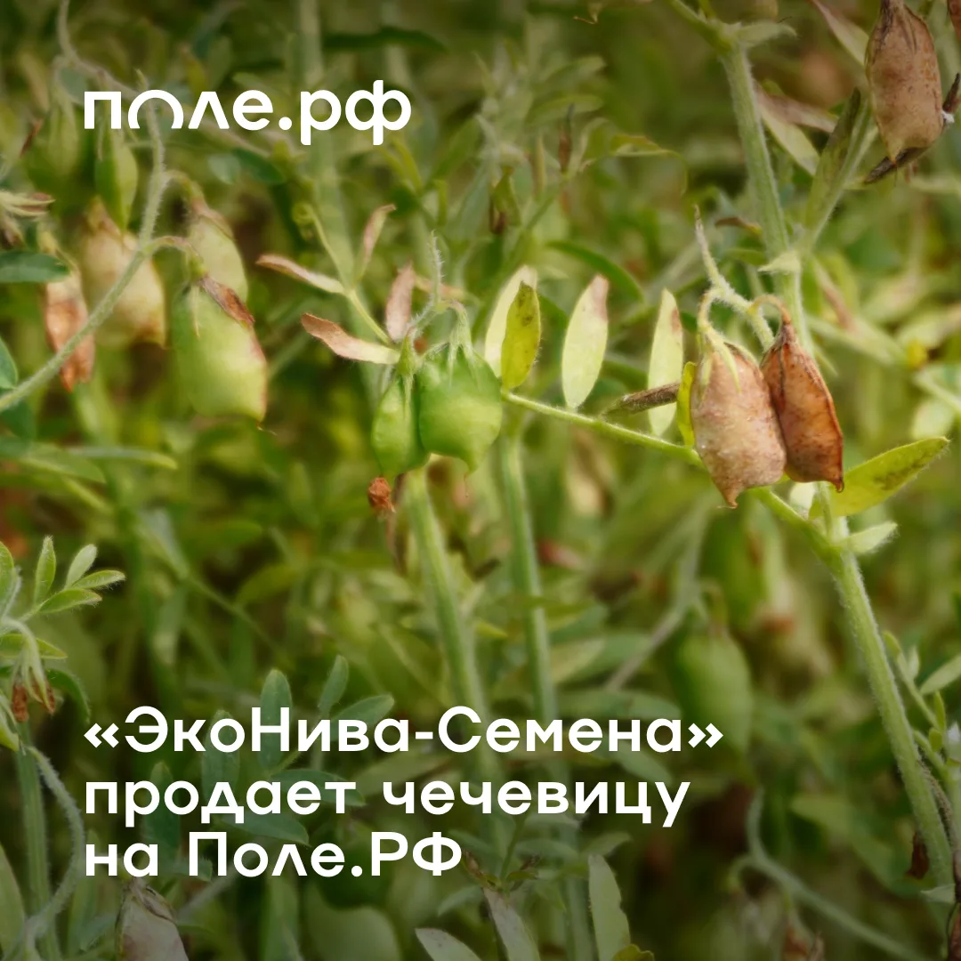 ⚡️Один из крупнейших агрохолдингов России – «ЭкоНива» – продает свою продукцию на платф...