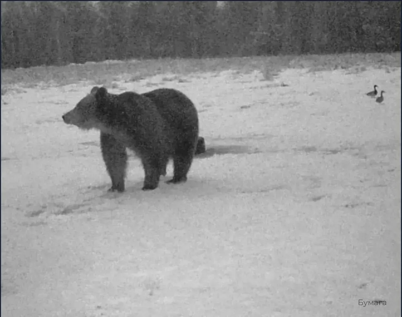🐻 Медведи всё чаще заходят к людям в Ленобласти