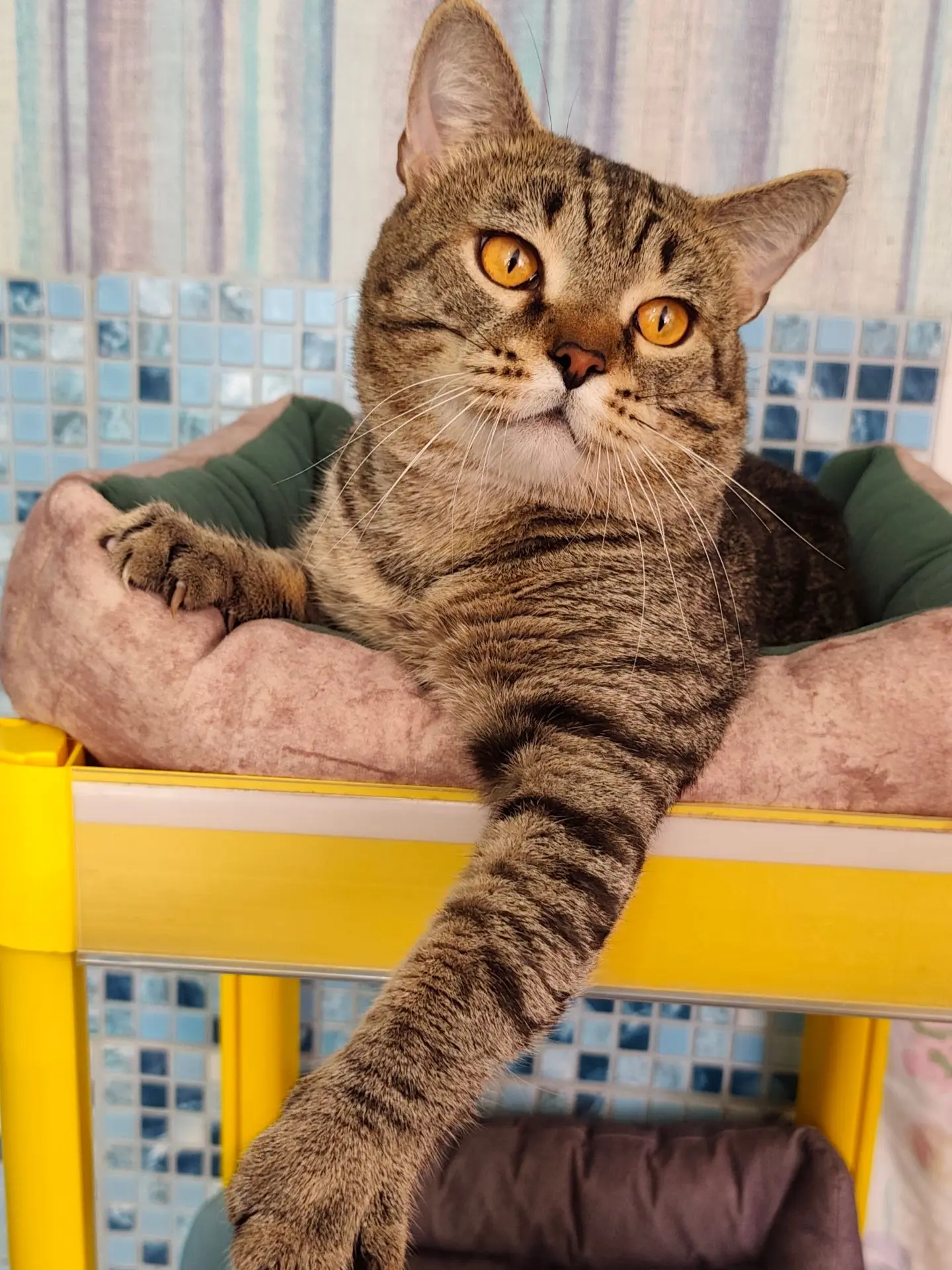 🏠 ИЩЕТ ДОМ МИНИ-ТИГР ФЕЛИКС 🐯