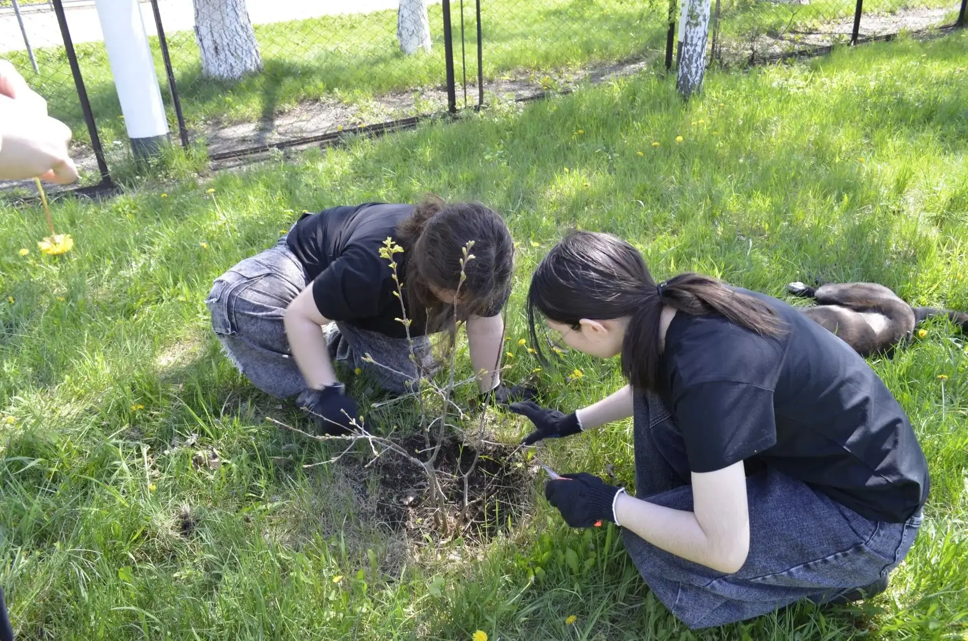 🌳15 мая на территории нашей школы прошла трогательная и значимая акция «Сад памяти». В...