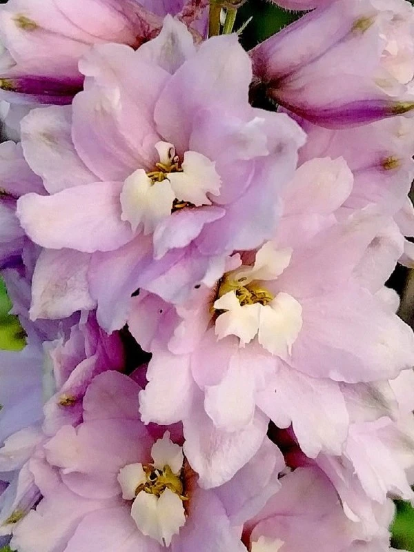 Добавим ярких красок 🌸