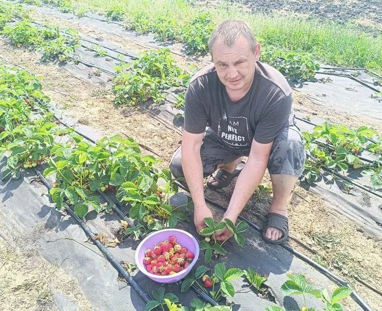 Урожай клубники собирает участник СВО Первомайского округа