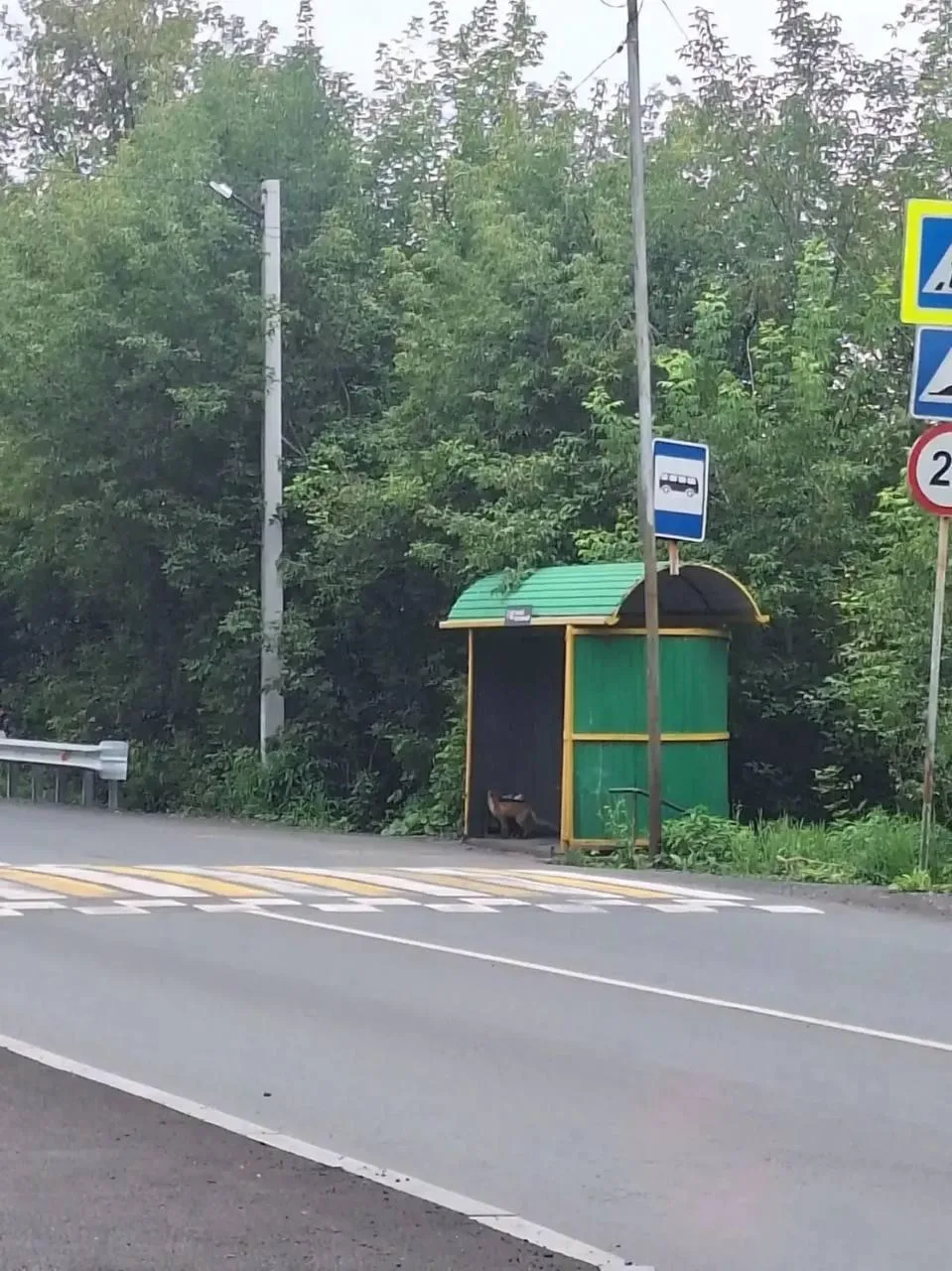 🦊Лисы начали выходить к людям