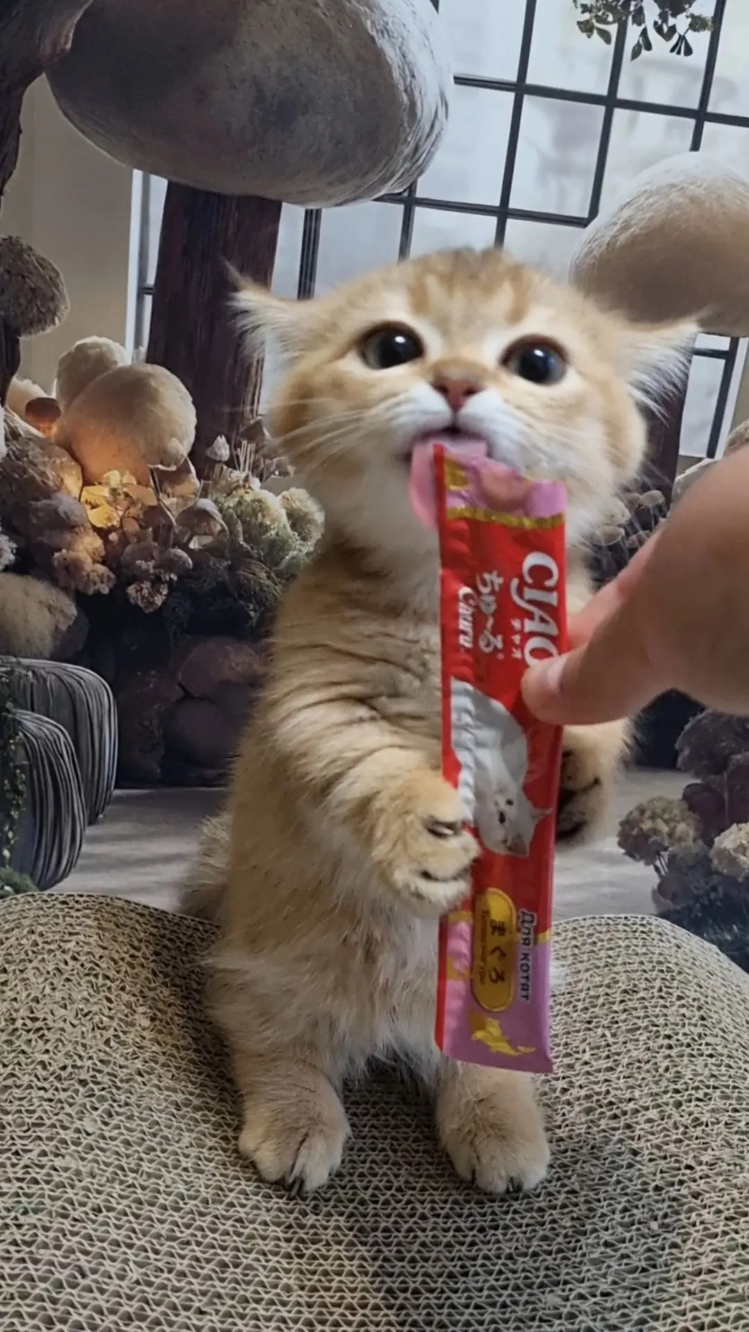 Это вкусные вторники с INABA®, и невозможно удержаться, чтобы не показать вам сегодня о...