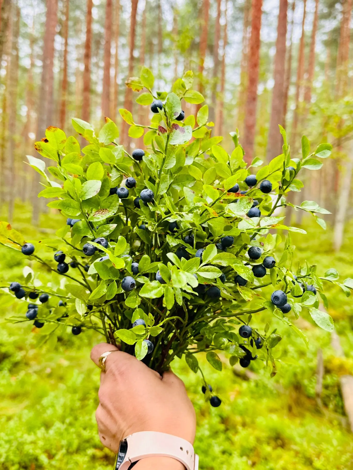 ❤️Дары леса.
 Ну очень сочные фото. Согласны?

За фото спасибо Елене Яловой