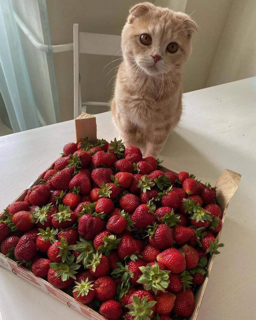 🍓 День клубники также празднуется сегодня 

Вы знаете, как отметить @spbtoday