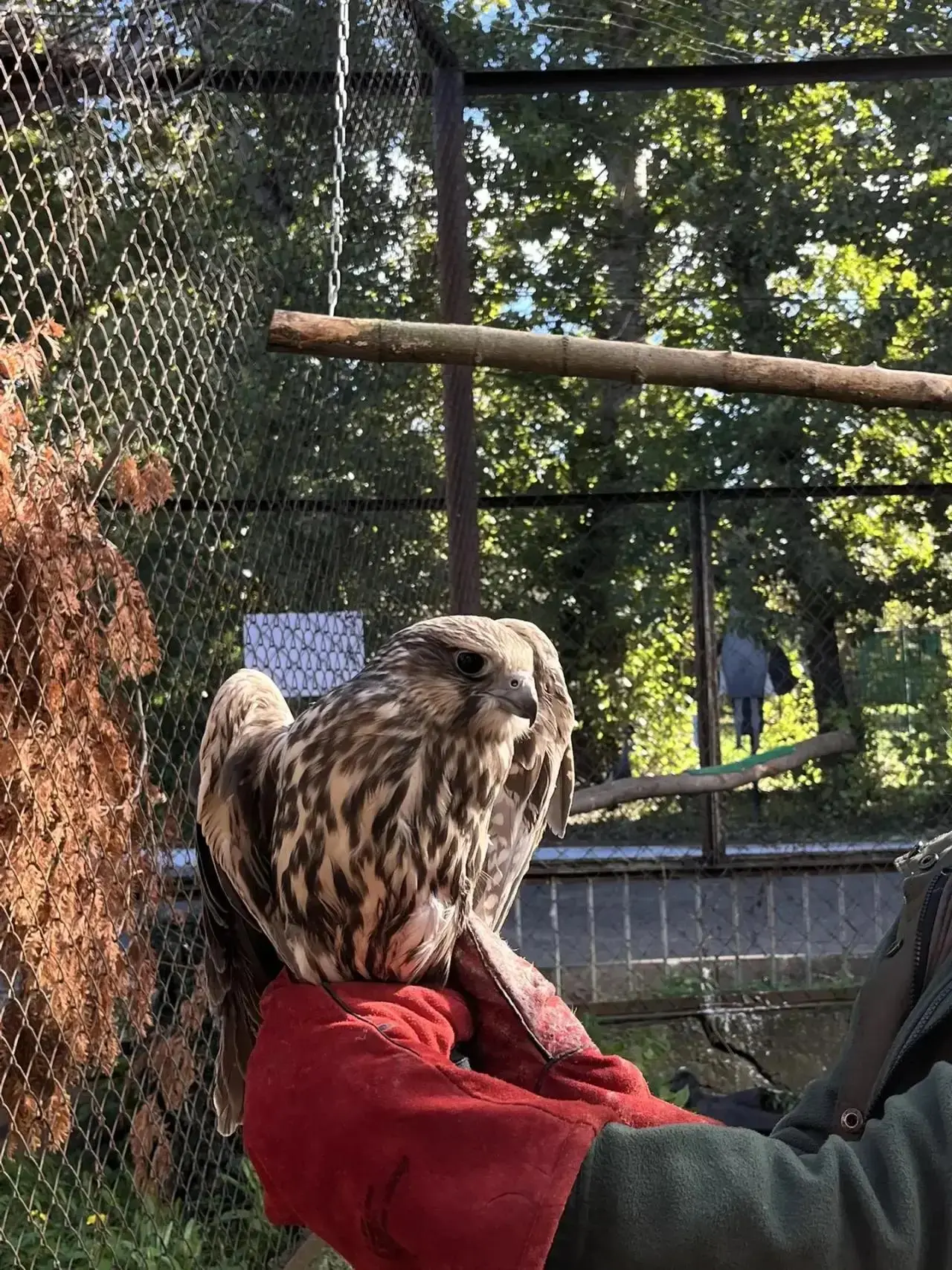 🦅 Соколам-балобанам, которые отправятся в Кыргызстан, выбрали имена