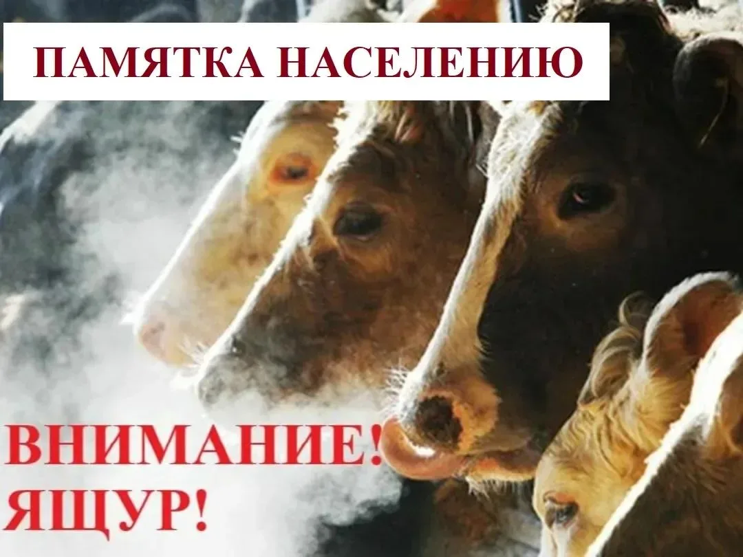 📌ЯЩУР Особо опасная, чрезвычайно заразная инфекционная болезнь, поражающая всех домашн...