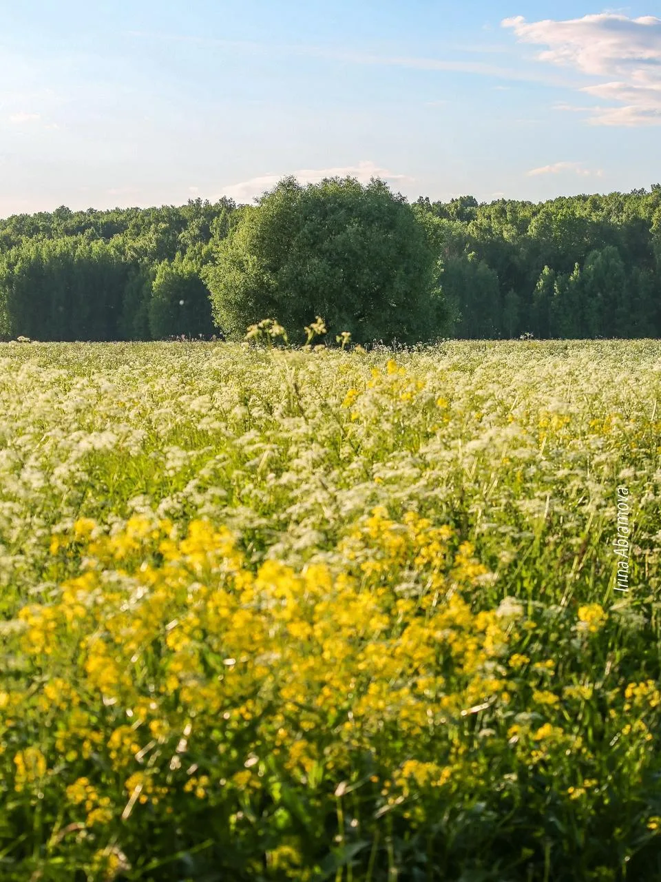 Цветочные поля нашей красивой Республики 🌼