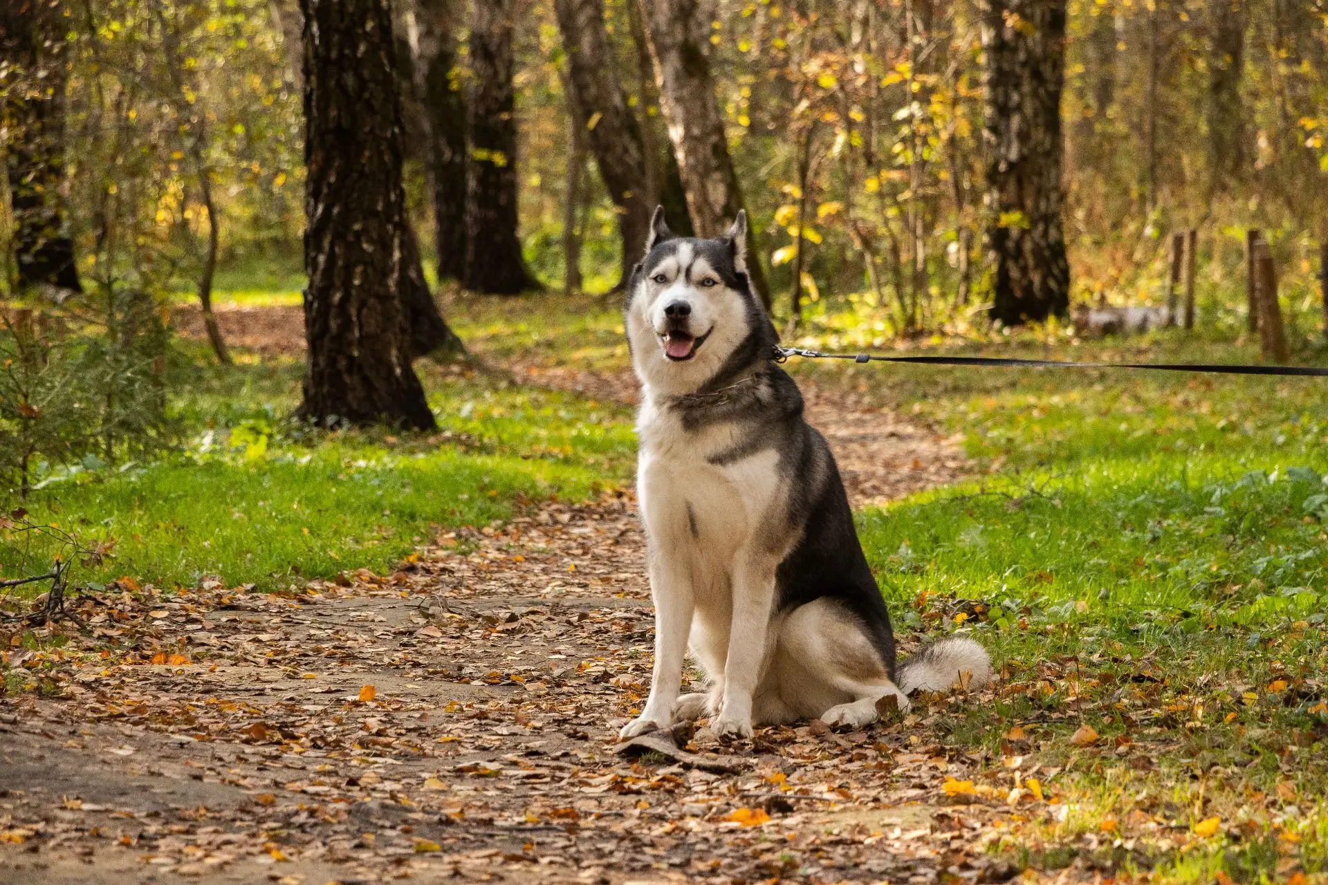 Осень, парк и четыре лапы 🐾