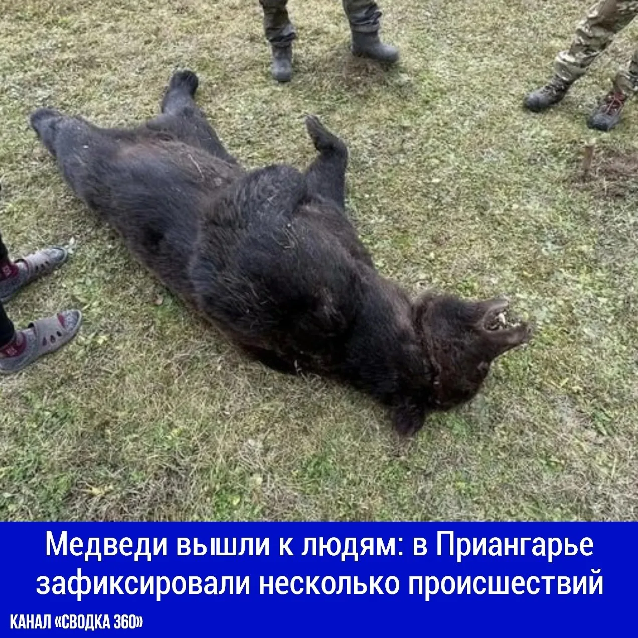 В регионе произошли сразу три инцидента с медведями. Один хищник повредил территорию шк...
