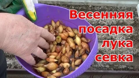 Подготовка севка🧅 к посадке: 📝полезные способы и мифы🚫 

👍🥵В течение 2-3 недель до посадки лук 