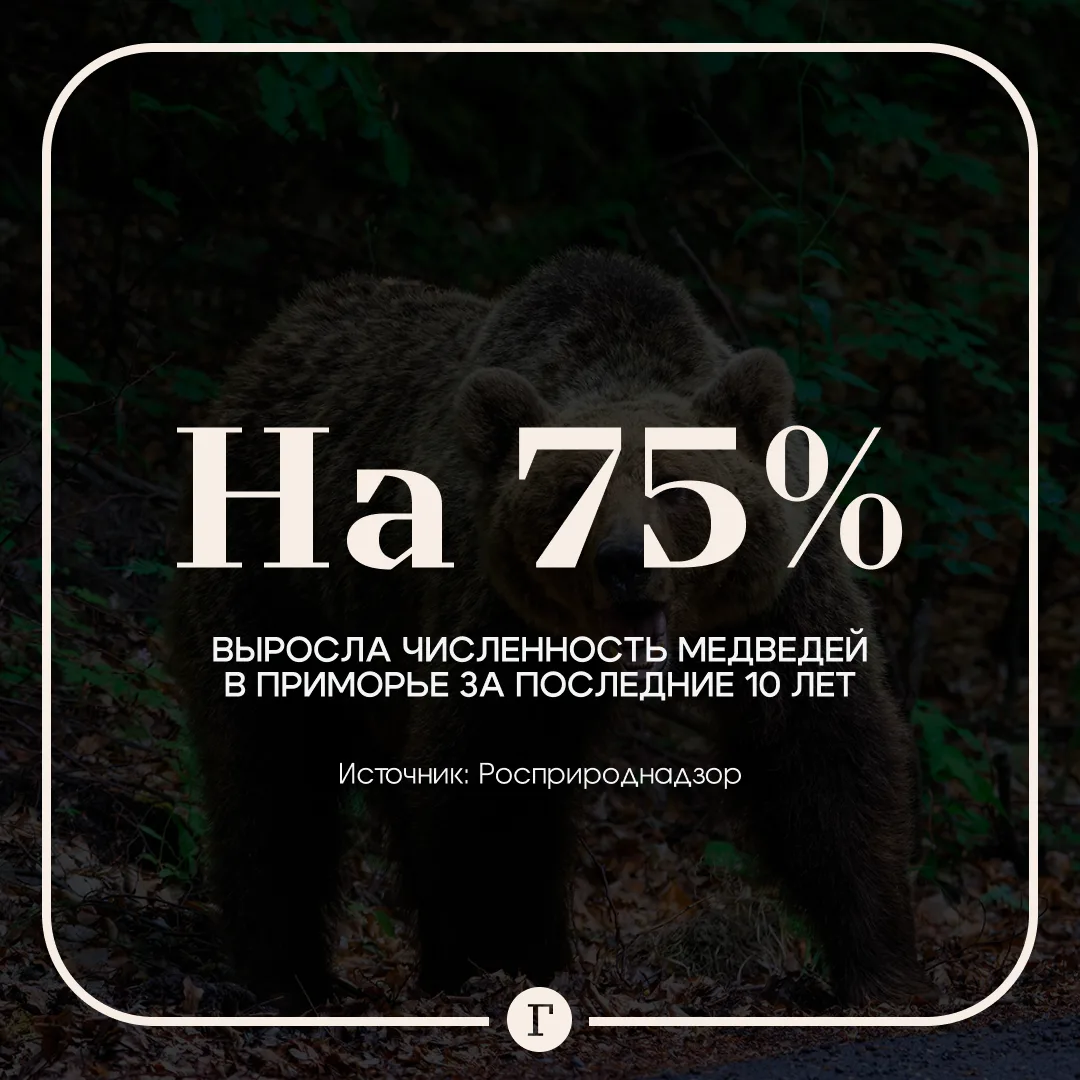 В Приморье резко выросла численность медведей.