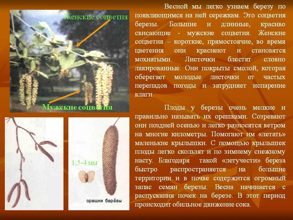 Из женских сережек берёзы можно сварить оригинальный кофейный напиток: собрать серёжки,...