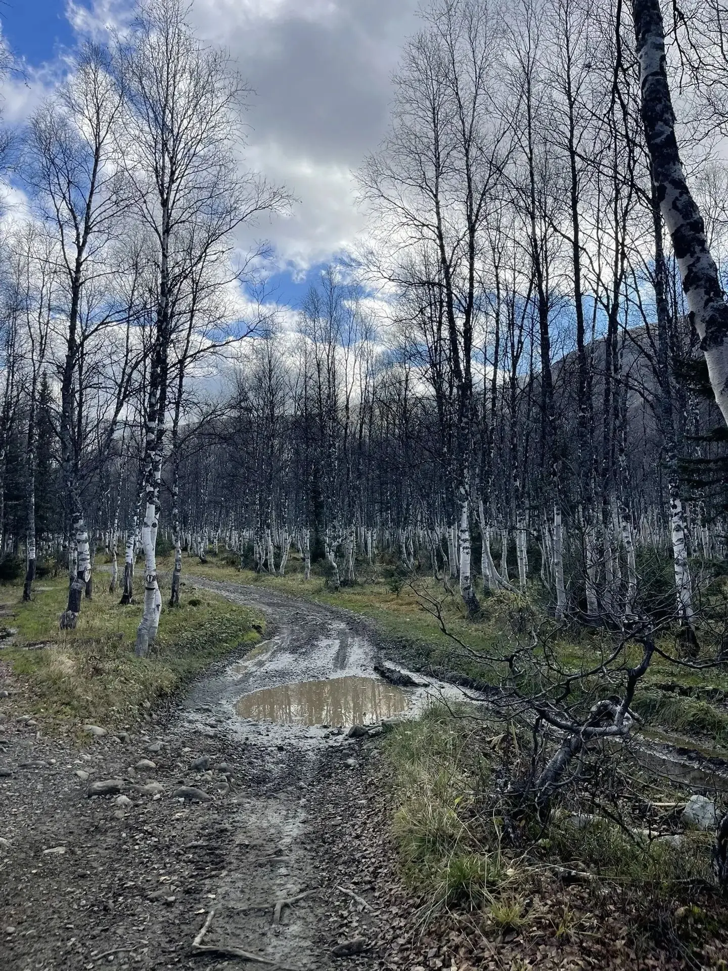 Пьяный лес шикарен