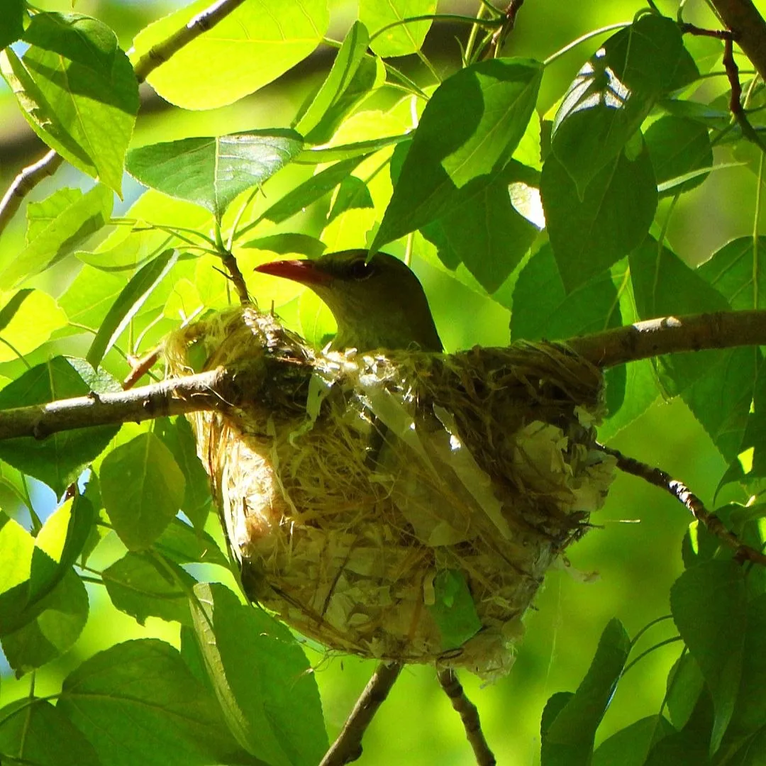 Обыкновенная иволга: мастер архитектуры в кронах деревьев 🌿🐦