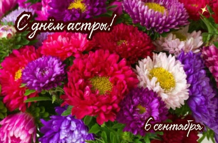 6 сентября — День астры!