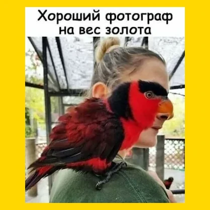 Полный Хохотамбл! Подпишись скорее