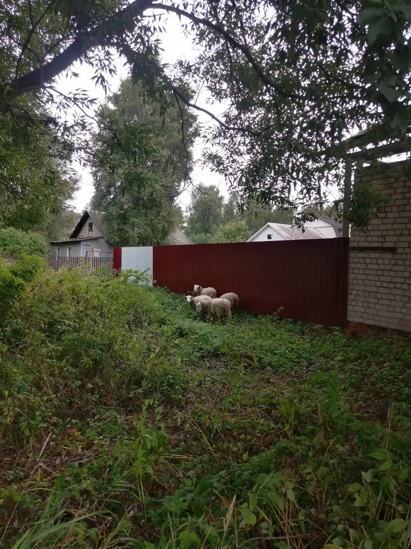 Еще и баранов встречаешь с утра))