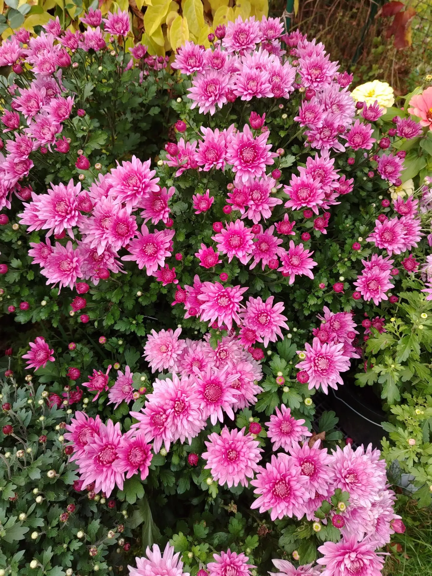 Доброе утро! Отличной вам рабочей недели! Замечательного дня! 🤗🌸🌿